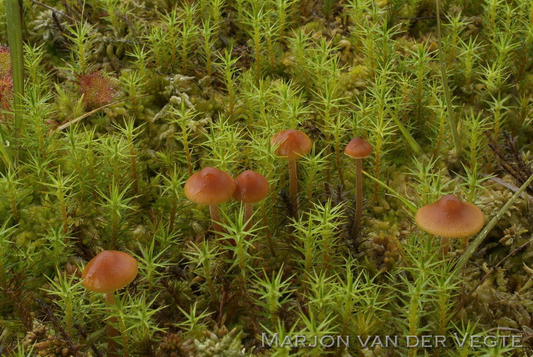 Laagveenmosklokje - Galerina hybrida